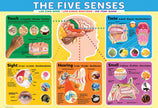 Eurographics Puzzles Canada - The Five Senses - Premium Quality