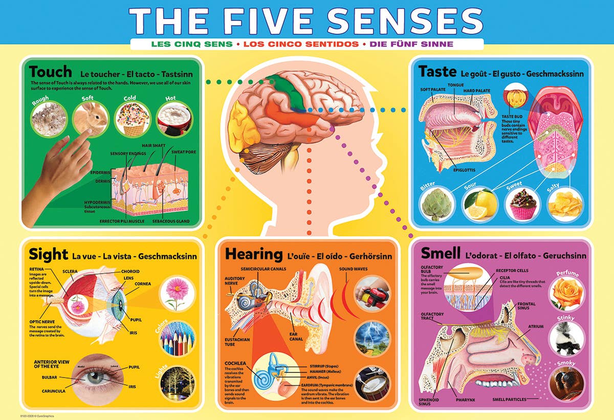 Eurographics Puzzles Canada - The Five Senses - Premium Quality