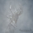 iVardensphere ‎/ The Methuselah Tree - CD