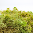 Natural Canadian Sphagnum Moss - Revita-Moss