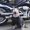 Biker Jacket