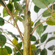 Benja Artificial Ficus Tree Potted Plant 6’