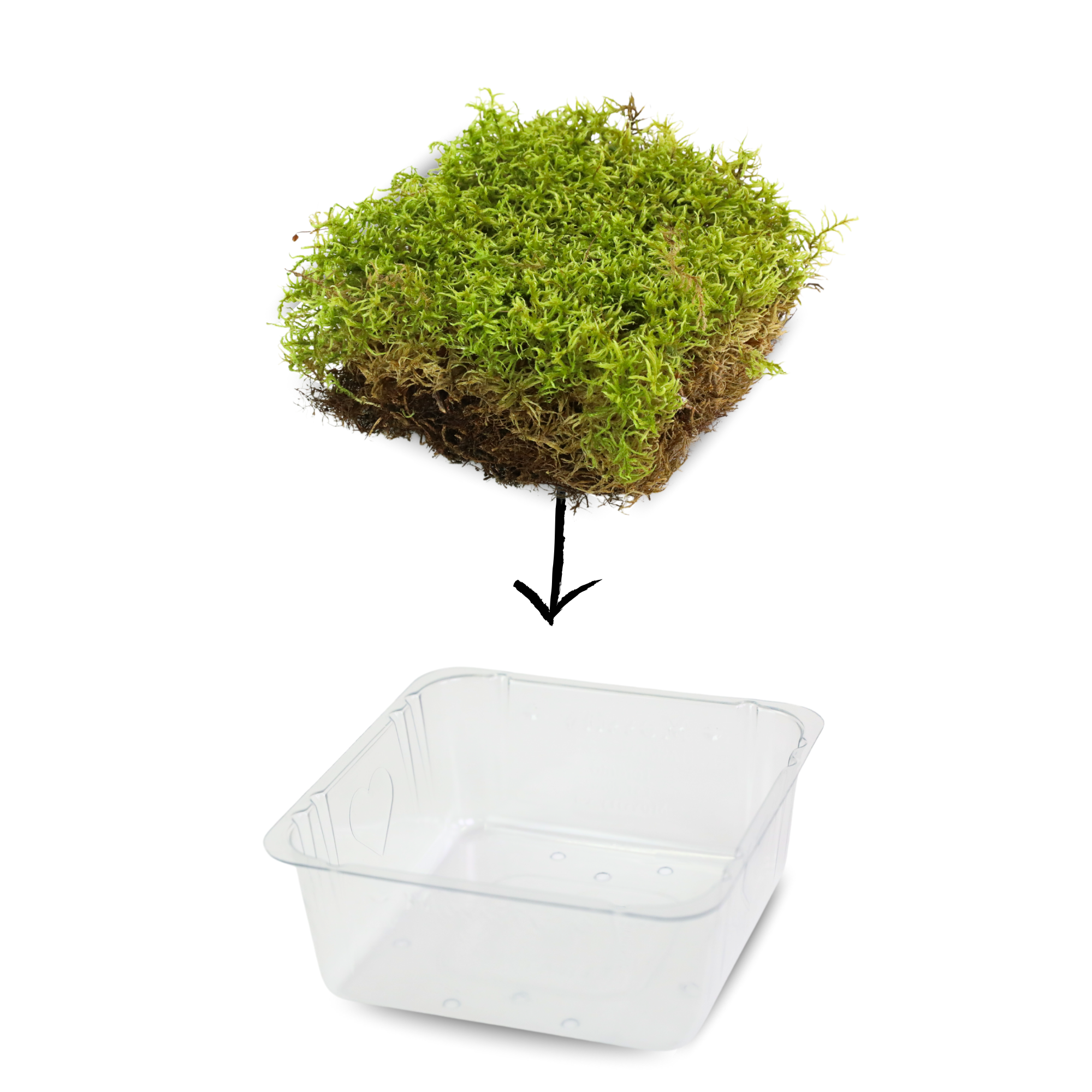Natural Canadian Forest Moss - Revita-Moss™ (Pleurozium schreberi)