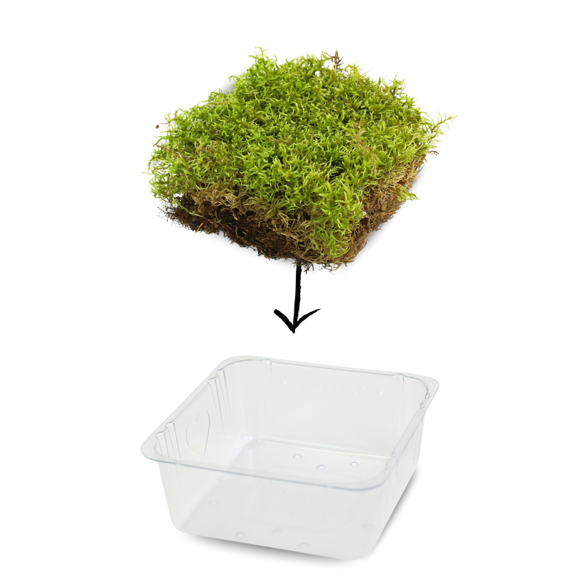 Natural Canadian Forest Moss - Revita-Moss™ (Pleurozium schreberi)