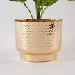 Calathea Faux Potted Plant
