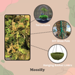 Premium Natural Forest Moss