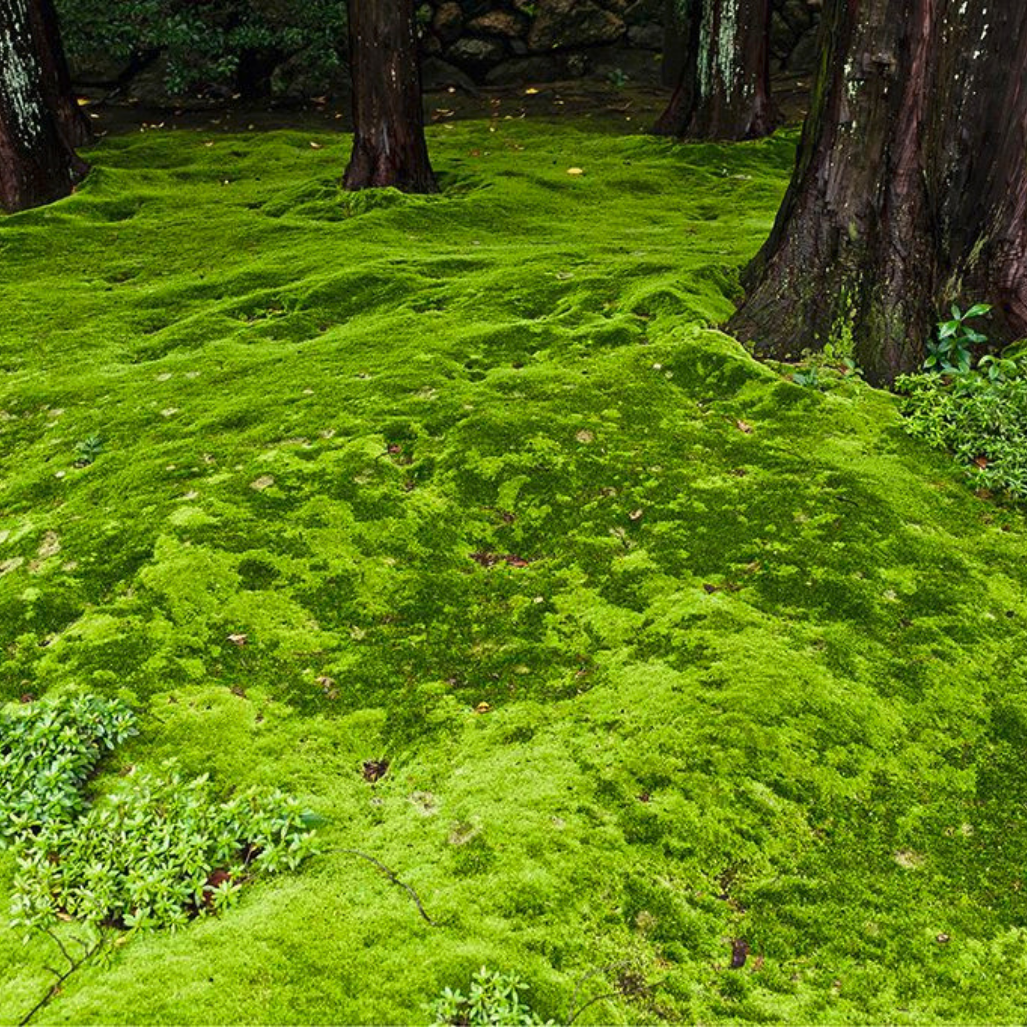 Native Boreal Mix Growable Moss for the Shade - PRE-ORDER