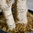 Blossom Artificial Potted Tree 8'
