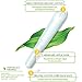 Organyc - Tampons Digital - Regular (16ct)