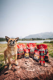 Stella & Chewy's Wild Red Dry Dog Food Raw Blend High Protein Grain & Legume Free Red Meat Recipe, 1.58kg Bag 🍁 All In One Marketplace Canada