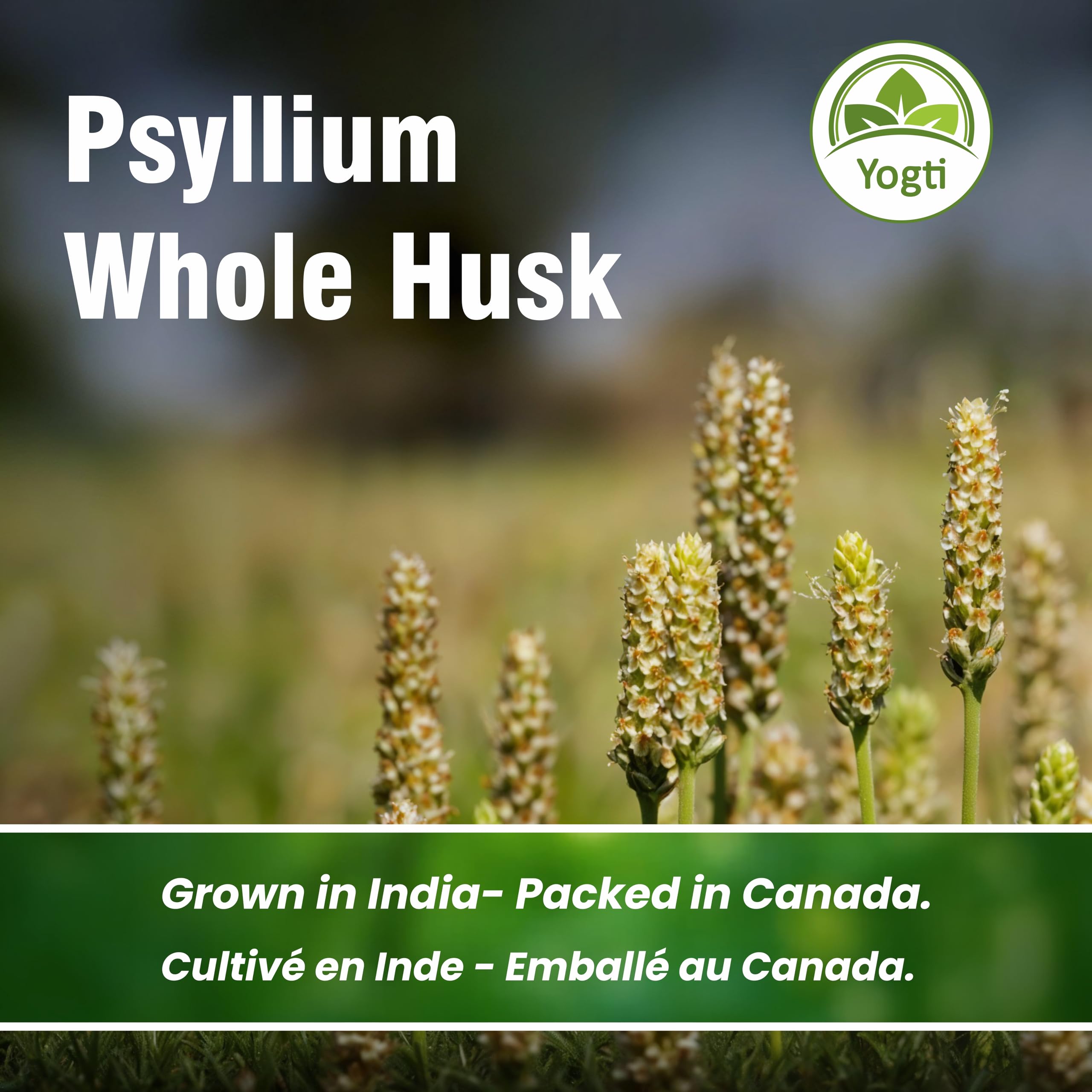 Yogti Whole Psyllium Husk, 912 g 🍁 All In One Marketplace Canada