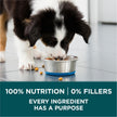 Purina ONE +Plus Large Breed Dry Puppy Food with Chicken - 14 kg Bag 🍁 All In One Marketplace Canada