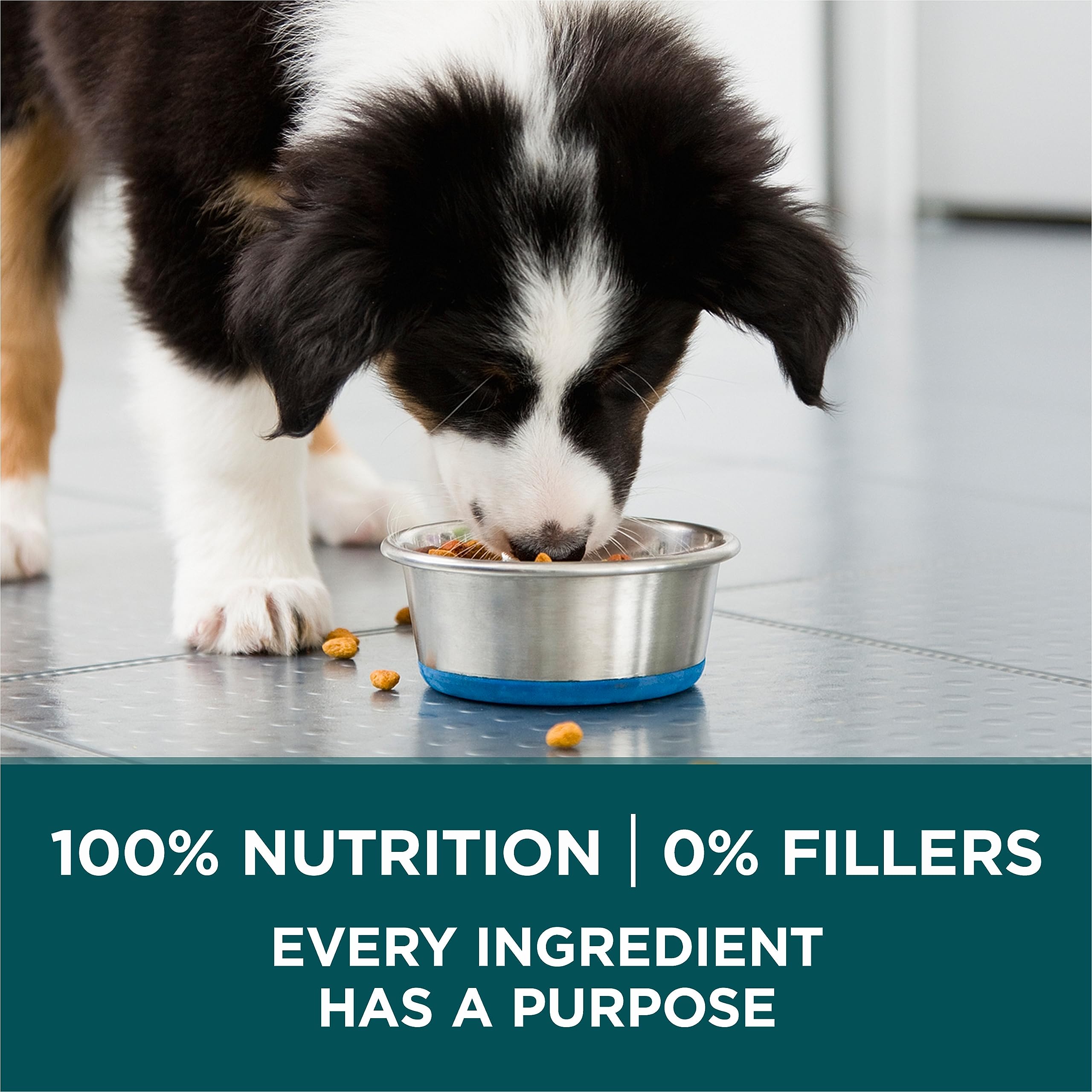 Purina ONE +Plus Large Breed Dry Puppy Food with Chicken - 14 kg Bag 🍁 All In One Marketplace Canada