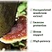 St. Francis Herb Farm - Reishi Mushroom (50ml)