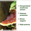 St. Francis Herb Farm - Reishi Mushroom (50ml)