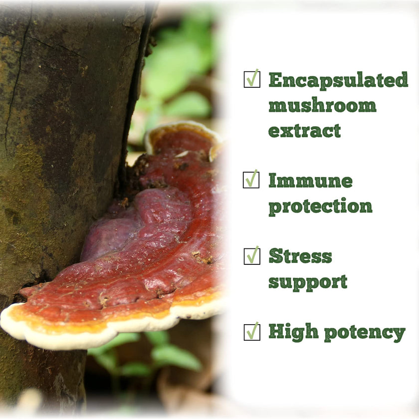 St. Francis Herb Farm - Reishi Mushroom (50ml)