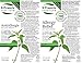 St. Francis Herb Farm - Allergy Relief With Deep Immune (100ml)