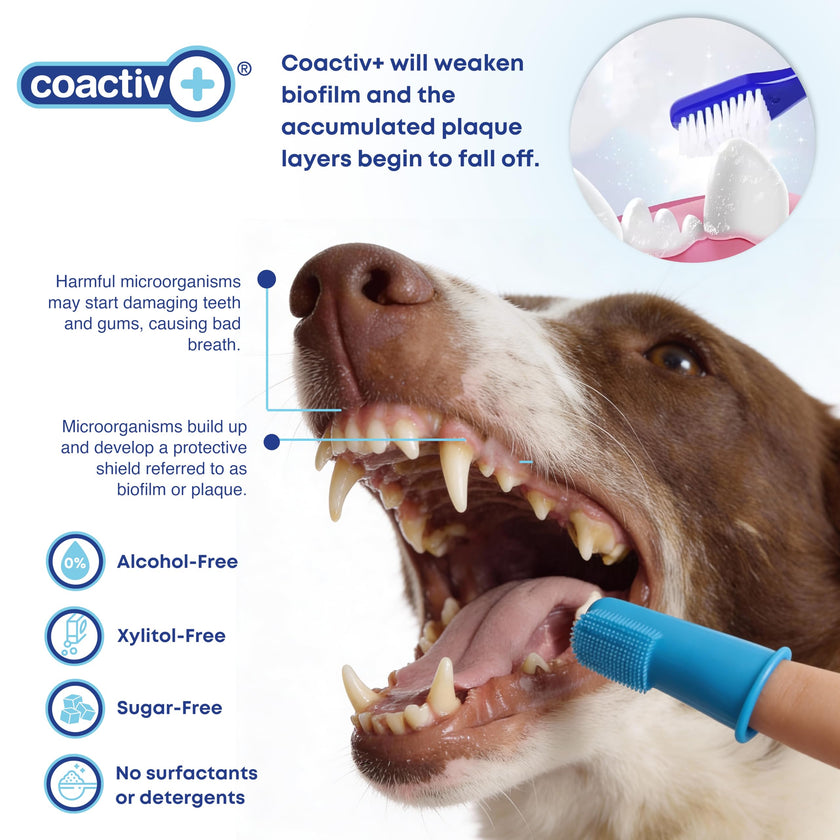 bluestem Cat and Dog Toothpaste – Scientifically Formulated Coactiv+ Pet Toothpaste Helps Reduce Plaque & Tartar, Freshens Breath, and Promotes Daily Dog and Cat Oral Care – Chicken Flavor (70g) 🍁 All In One Marketplace Canada