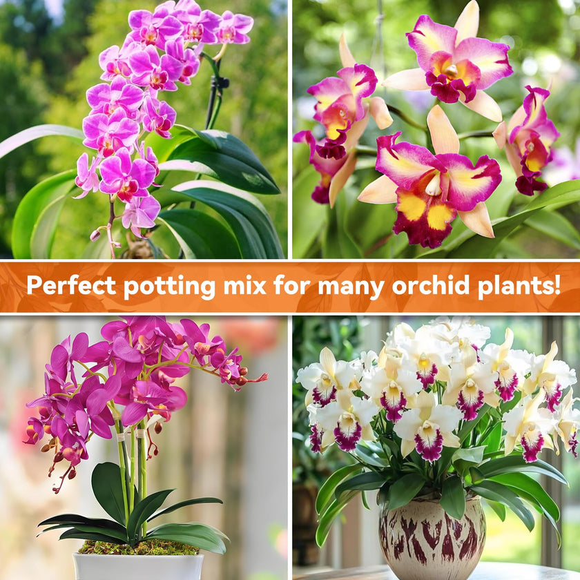 Riare 2L Orchid Potting Mix for Repotting- Orchids Repotting Kit Include Moss, Pine Bark, Perlite, Coco Peat- Premium Orchid Soil Medium for Indoor Potted Plants Root Ventilation & Expanding 🍁 All In One Marketplace Canada