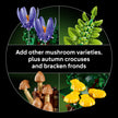 LEGO Botanicals Woodland Mushrooms - Building Set for Adults, Ages 18+ - Mushroom Decor for Home Office, Desk - Gifts for Women & Men - Craft Activity - 11505 🍁 All In One Marketplace Canada