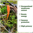 St. Francis Herb Farm - Cordyceps Capsules (60caps)