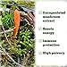 St. Francis Herb Farm - Cordyceps Capsules (60caps)