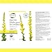 St. Francis Herb Farm - Ear Oil (30ml)