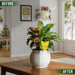 Garsum Fruit Fly Trap Indoor and Outdoor, 36 Pack Gnat Sticky Traps for House Plants, Flying Insect Trap for Fungus Gnat,Mosquitos, White Flies 🍁 All In One Marketplace Canada