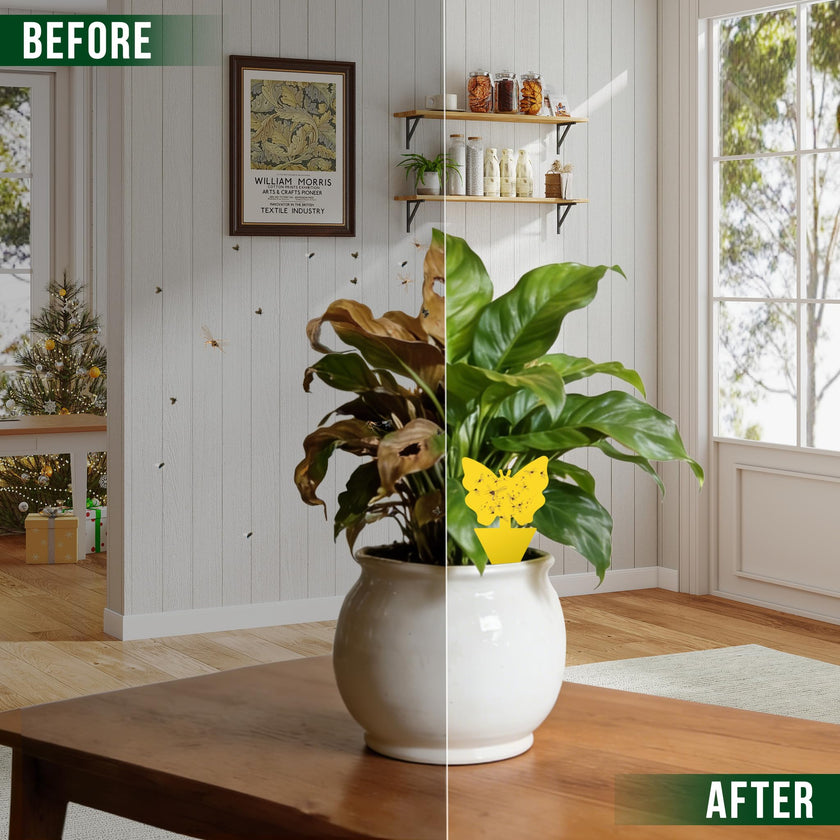Garsum Fruit Fly Trap Indoor and Outdoor, 36 Pack Gnat Sticky Traps for House Plants, Flying Insect Trap for Fungus Gnat,Mosquitos, White Flies 🍁 All In One Marketplace Canada