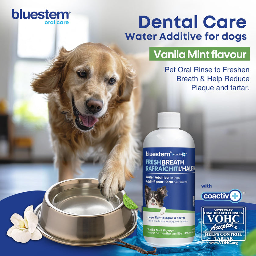 bluestem Dental Care Water Additive for Dogs – No Brushing Daily Teeth Cleaner – Pet Oral Rinse to Freshen Breath & Help Reduce Plaque – Flavorful & Easy Oral Hygiene (500 ml, Vanilla Mint) 🍁 All In One Marketplace Canada