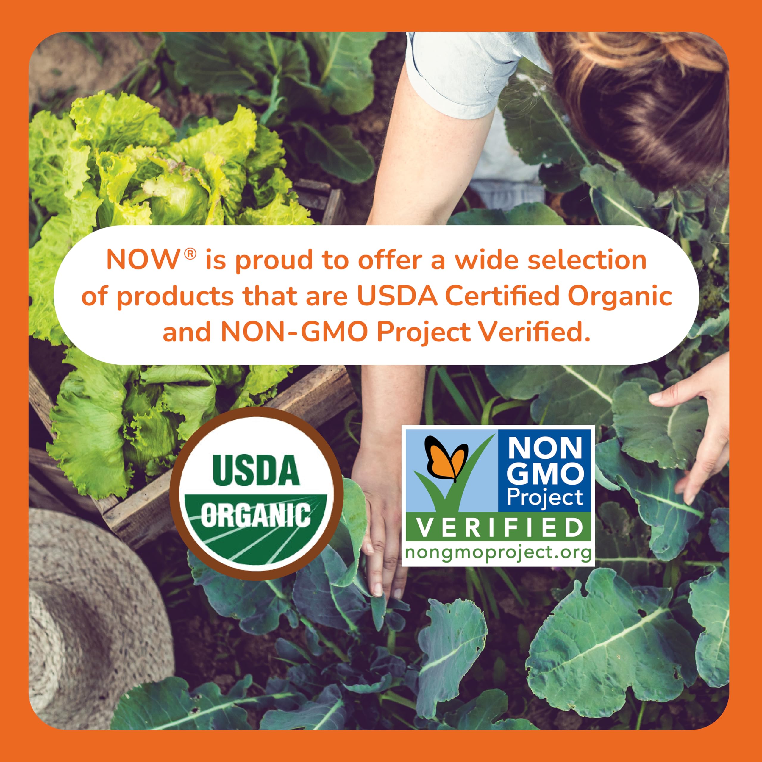 NOW Supplements, Inulin Prebiotic Pure Powder, Certified Organic, Non-GMO Project Verified, Intestinal Support, 8-Ounce 🍁 All In One Marketplace Canada