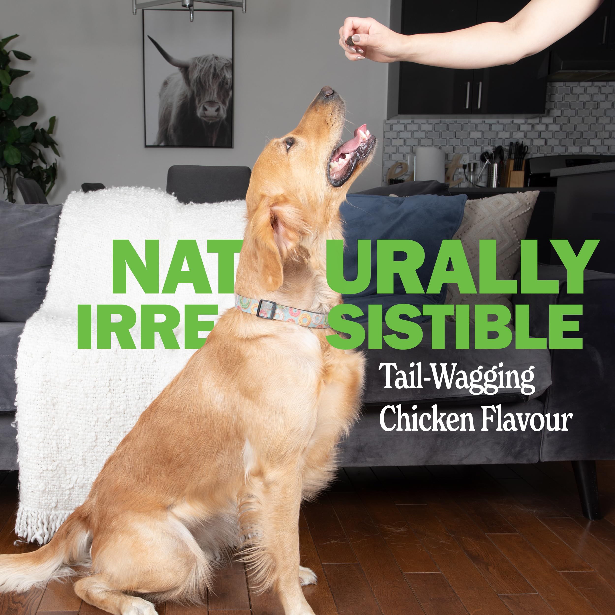 Deley Naturals Probiotics for Dogs - Dog Probiotics Chewable with 6 Digestive Enzymes & 4 Billion CFUs - Probiotic Chews for Dogs Gut Health Diarrhea & Digestion - Digestive Balance Dog Supplements 🍁 All In One Marketplace Canada