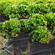 VEVOR 6FTx300FT Premium Weed Barrier Fabric Heavy Duty 2.4OZ, Woven Weed Control Fabric, High Permeability Good for Flower Bed, Geotextile Fabric for Underlayment, Polyethylene Ground Cover 🍁 All In One Marketplace Canada