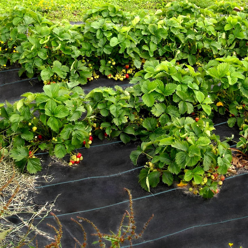 VEVOR 6FTx300FT Premium Weed Barrier Fabric Heavy Duty 2.4OZ, Woven Weed Control Fabric, High Permeability Good for Flower Bed, Geotextile Fabric for Underlayment, Polyethylene Ground Cover 🍁 All In One Marketplace Canada