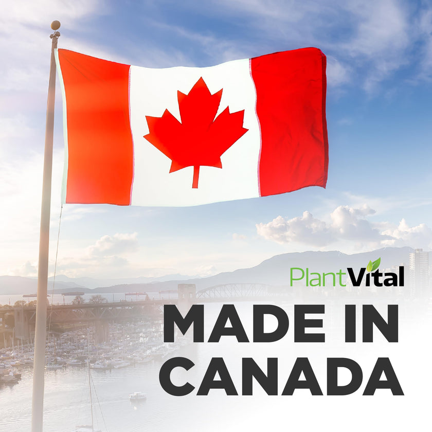 PlantVital Organic Moringa Leaf Capsules - Made in Canada - 1000mg High Potency (500mg per cap) Moringa Pure Capsules for Antioxidant, and Eye Health - Vegan, Non-GMO, Gluten Free (120 Count, 60 Days) 🍁 All In One Marketplace Canada