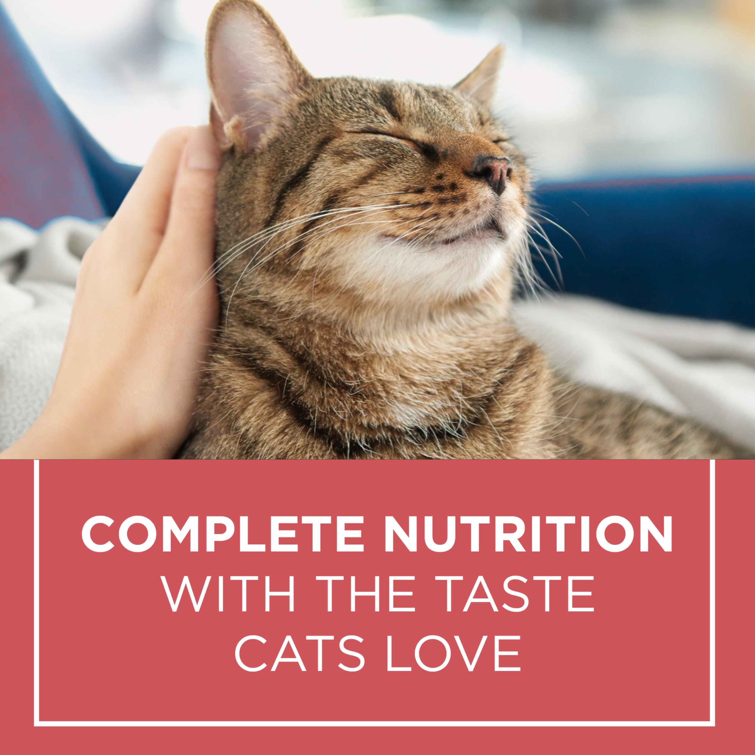 Cat Chow Complete Dry Cat Food, Salmon 6.4kg 🍁 All In One Marketplace Canada