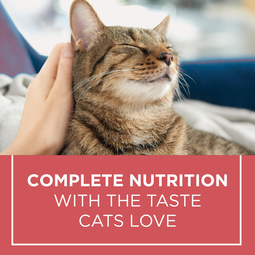 Cat Chow Complete Dry Cat Food, Salmon 6.4kg 🍁 All In One Marketplace Canada