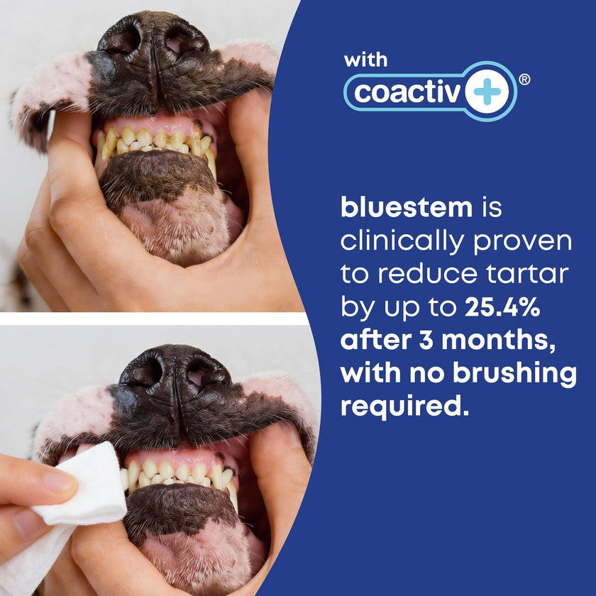 bluestem Cat and Dog Toothpaste – Scientifically Formulated Coactiv+ Pet Toothpaste Helps Reduce Plaque & Tartar, Freshens Breath, and Promotes Daily Dog and Cat Oral Care – Chicken Flavor (70g) 🍁 All In One Marketplace Canada