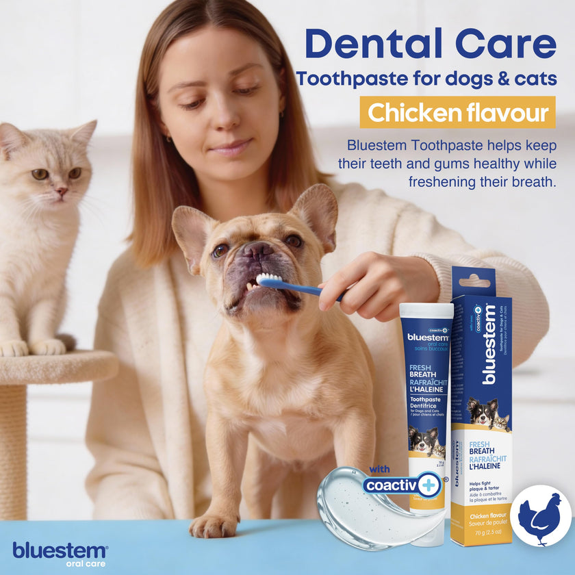 bluestem Cat and Dog Toothpaste – Scientifically Formulated Coactiv+ Pet Toothpaste Helps Reduce Plaque & Tartar, Freshens Breath, and Promotes Daily Dog and Cat Oral Care – Chicken Flavor (70g) 🍁 All In One Marketplace Canada