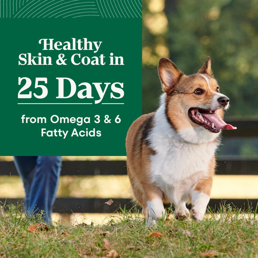 Nutro Natural Choice Adult Dry Dog Food, Lamb Flavour, 2.27kg 🍁 All In One Marketplace Canada