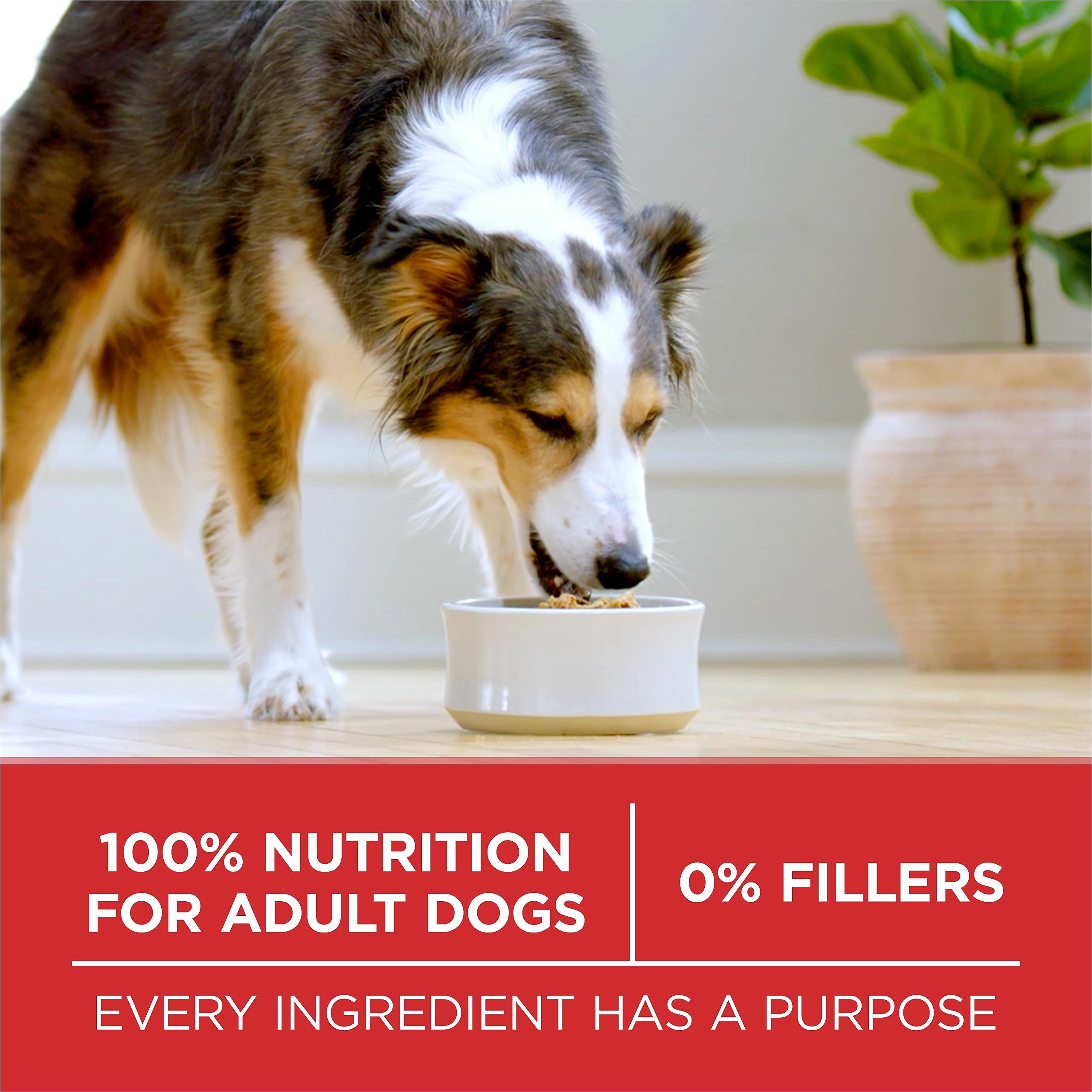 Purina ONE Dry Dog Food, Microbiome Balance Chicken & Rice - 14 kg Bag (1 Pack) 🍁 All In One Marketplace Canada