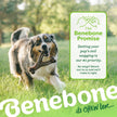 Benebone Wishbone Durable Dog Chew Toy for Aggressive Chewers, Real Bacon, Made in USA, Medium 🍁 All In One Marketplace Canada