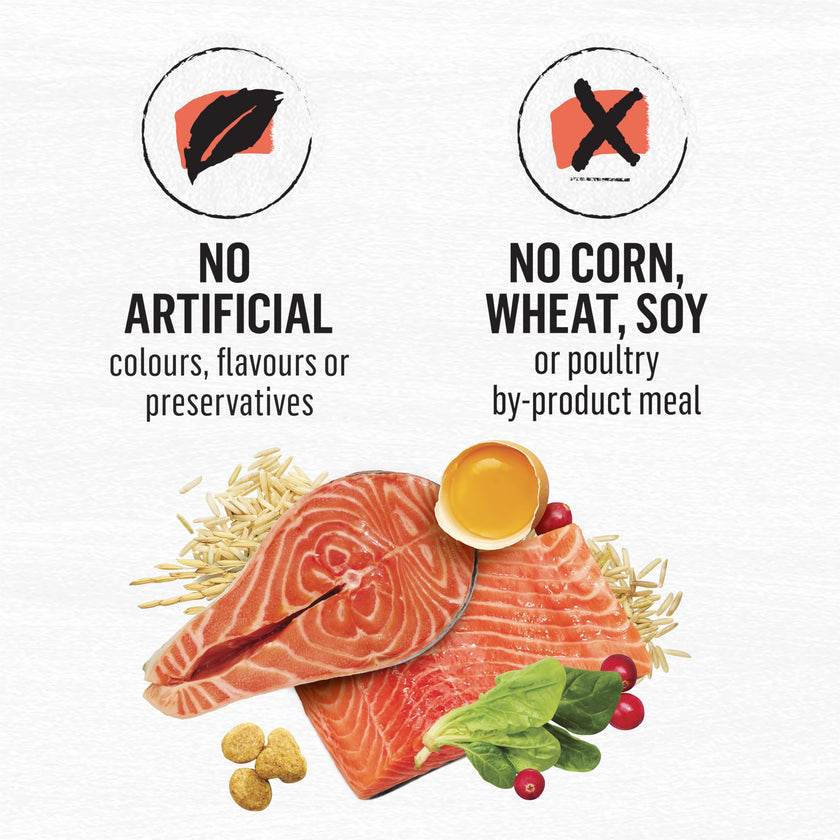 Beyond Simply Natural Dry Cat Food, Salmon & Whole Brown Rice - 2.72 kg Bag 🍁 All In One Marketplace Canada