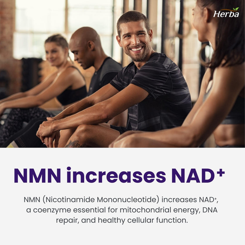 Herba NMN Supplement with Resveratrol – 500mg + 100mg | 100% Purity β-NMN & >99% Resveratrol | NAD Supplement Canada Made | NAD+ Precursor | 30 Capsules 🍁 All In One Marketplace Canada