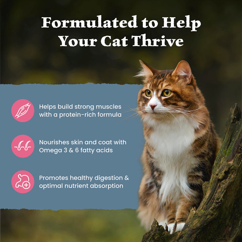 Blue Buffalo Wilderness with Salmon Natural High-Protein Grain-Free Dry Food for Adult Cats, Real Salmon First, Antioxidant-Rich LifeSource Bits Support Immunity, Promotes Strong Muscles,11 lbs. 🍁 All In One Marketplace Canada