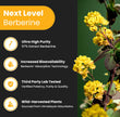 Berberine 1200mg Complex – 120 Count - Highest Purity 97% Berberine HCl + Patented Berbevis Phytosome for Max Absorption – Ultra Strength Capsules With Grape Seed Extract - Berberine Supplement Supports Glucose Metabolism & Healthy Blood Sugar Levels