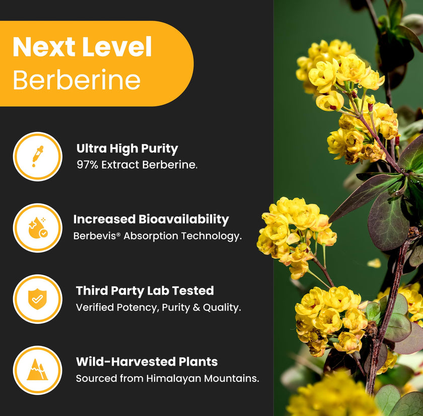 Berberine 1200mg Complex – 120 Count - Highest Purity 97% Berberine HCl + Patented Berbevis Phytosome for Max Absorption – Ultra Strength Capsules With Grape Seed Extract - Berberine Supplement Supports Glucose Metabolism & Healthy Blood Sugar Levels