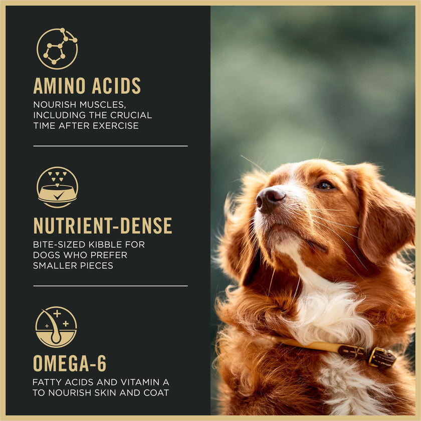 Purina Pro Plan Dry Dog Food, Sport Small Bites 27/17 Lamb & Rice - 17 kg Bag (1 Pack) 🍁 All In One Marketplace Canada