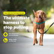 PetSafe Easy Walk Dog Harness, Teal/Gray, Medium 🍁 All In One Marketplace Canada