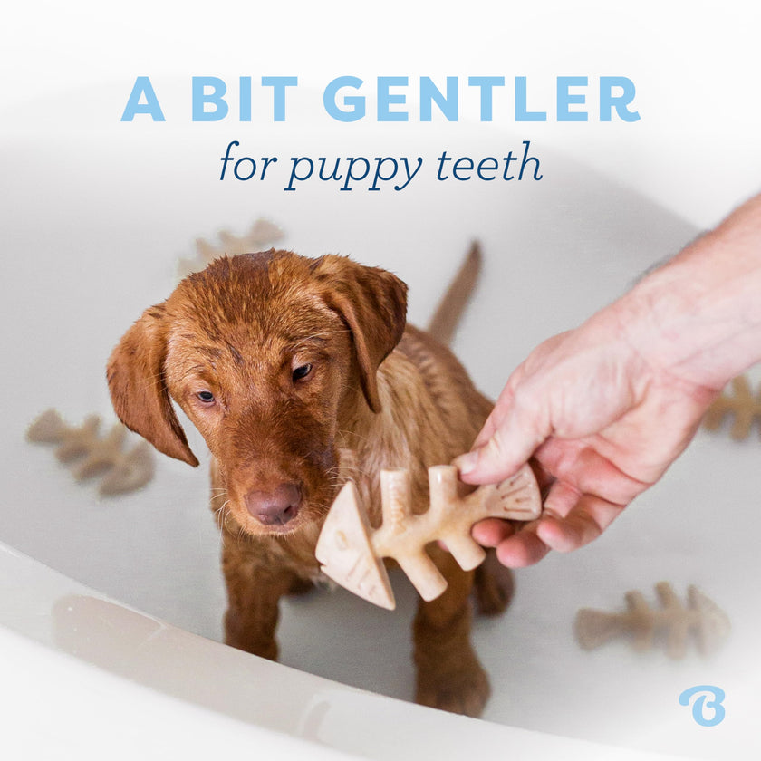 Benebone Puppy 4-Pack Dog Chew Toys for Gentle Chewers, Dog Bones, Small 🍁 All In One Marketplace Canada